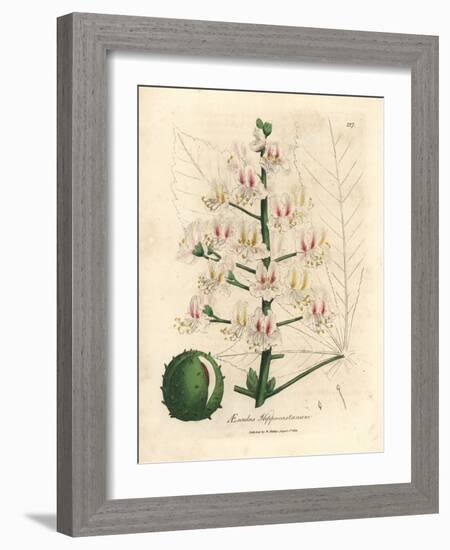 Pink Blossom and Fruit of the Horse Chestnut Tree, Aesculus Hippocastanum-James Sowerby-Framed Giclee Print