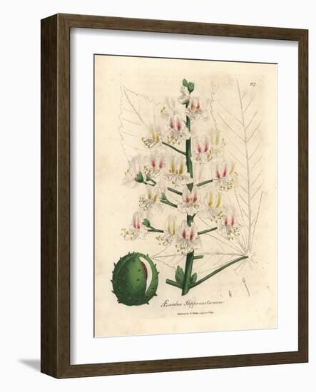 Pink Blossom and Fruit of the Horse Chestnut Tree, Aesculus Hippocastanum-James Sowerby-Framed Giclee Print