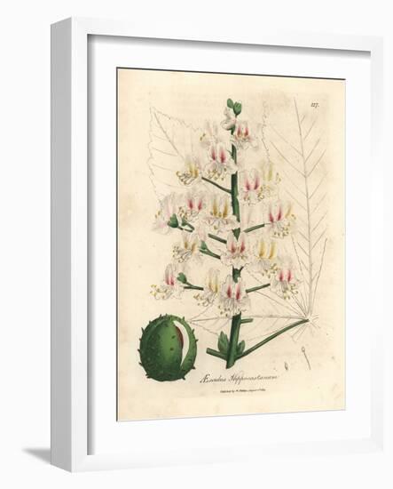 Pink Blossom and Fruit of the Horse Chestnut Tree, Aesculus Hippocastanum-James Sowerby-Framed Giclee Print