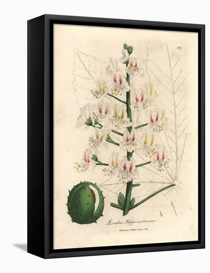 Pink Blossom and Fruit of the Horse Chestnut Tree, Aesculus Hippocastanum-James Sowerby-Framed Premier Image Canvas