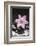 Pink Blossom on Black Stones-Uwe Merkel-Framed Photographic Print