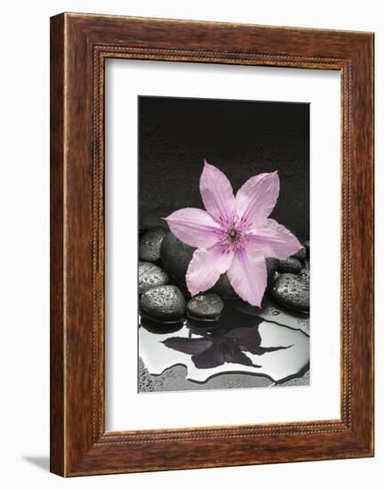 Pink Blossom on Black Stones-Uwe Merkel-Framed Photographic Print