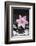 Pink Blossom on Black Stones-Uwe Merkel-Framed Photographic Print