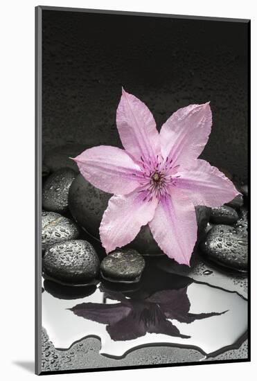 Pink Blossom on Black Stones-Uwe Merkel-Mounted Photographic Print