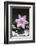 Pink Blossom on Black Stones-Uwe Merkel-Framed Photographic Print