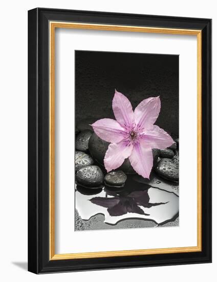 Pink Blossom on Black Stones-Uwe Merkel-Framed Photographic Print