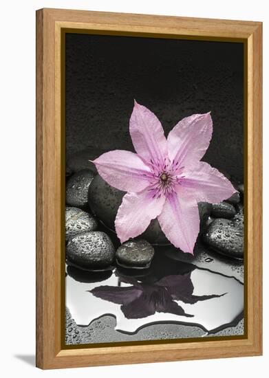 Pink Blossom on Black Stones-Uwe Merkel-Framed Premier Image Canvas