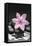 Pink Blossom on Black Stones-Uwe Merkel-Framed Premier Image Canvas