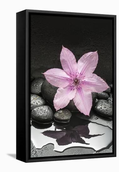 Pink Blossom on Black Stones-Uwe Merkel-Framed Premier Image Canvas