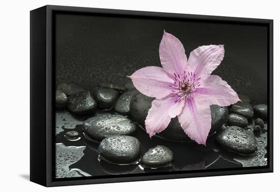 Pink Blossom on Black Stones-Uwe Merkel-Framed Premier Image Canvas