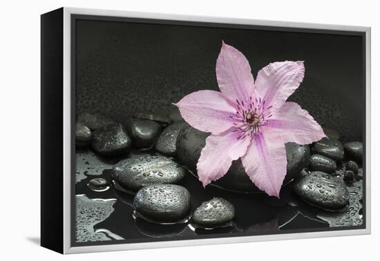 Pink Blossom on Black Stones-Uwe Merkel-Framed Premier Image Canvas