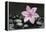 Pink Blossom on Black Stones-Uwe Merkel-Framed Premier Image Canvas