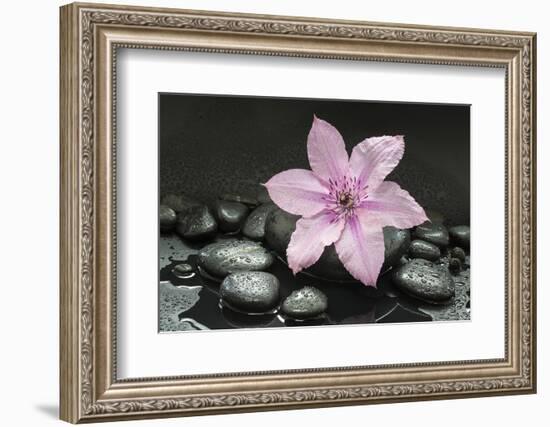 Pink Blossom on Black Stones-Uwe Merkel-Framed Photographic Print