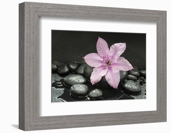 Pink Blossom on Black Stones-Uwe Merkel-Framed Photographic Print