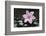 Pink Blossom on Black Stones-Uwe Merkel-Framed Photographic Print