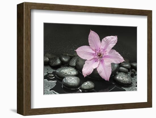 Pink Blossom on Black Stones-Uwe Merkel-Framed Photographic Print