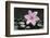 Pink Blossom on Black Stones-Uwe Merkel-Framed Photographic Print