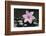 Pink Blossom on Black Stones-Uwe Merkel-Framed Photographic Print