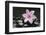 Pink Blossom on Black Stones-Uwe Merkel-Framed Photographic Print