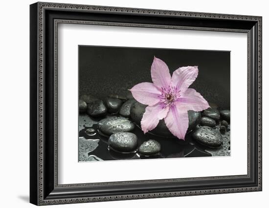 Pink Blossom on Black Stones-Uwe Merkel-Framed Photographic Print