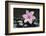 Pink Blossom on Black Stones-Uwe Merkel-Framed Photographic Print