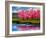 Pink Blossom Reflections-Patty Baker-Framed Art Print