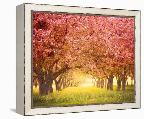Pink Blossom-Irene Suchocki-Framed Stretched Canvas