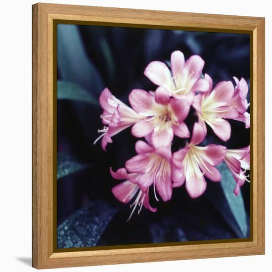 Pink Blossom-null-Framed Premier Image Canvas