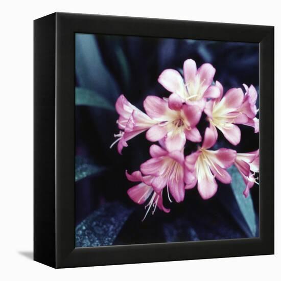 Pink Blossom-null-Framed Premier Image Canvas