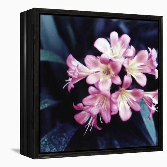 Pink Blossom-null-Framed Premier Image Canvas