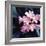 Pink Blossom-null-Framed Photographic Print