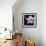 Pink Blossom-null-Framed Photographic Print displayed on a wall