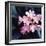 Pink Blossom-null-Framed Photographic Print