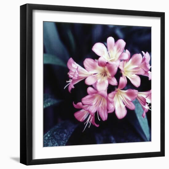 Pink Blossom-null-Framed Photographic Print