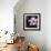 Pink Blossom-null-Framed Photographic Print displayed on a wall