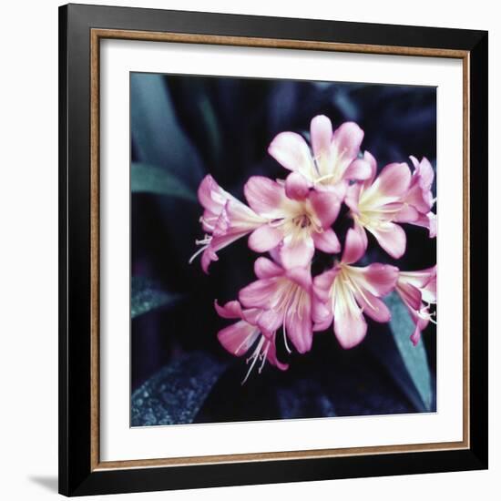 Pink Blossom-null-Framed Photographic Print