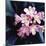 Pink Blossom-null-Mounted Photographic Print