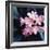 Pink Blossom-null-Framed Photographic Print