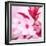 Pink Blossom-null-Framed Photographic Print