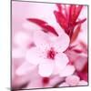 Pink Blossom-null-Mounted Photographic Print