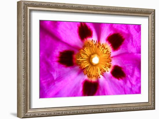 Pink Blossom-Martina Bleichner-Framed Art Print