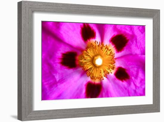 Pink Blossom-Martina Bleichner-Framed Art Print