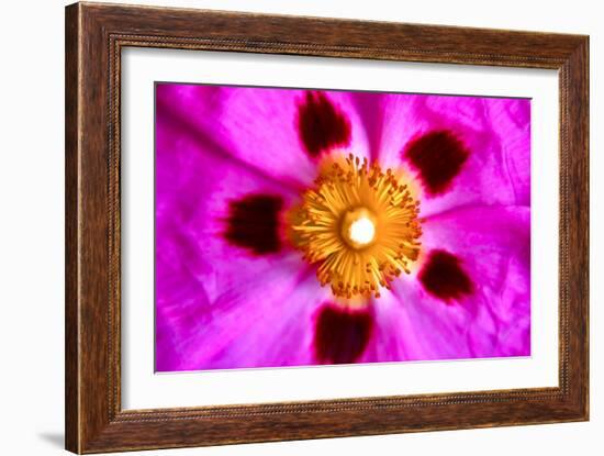 Pink Blossom-Martina Bleichner-Framed Art Print