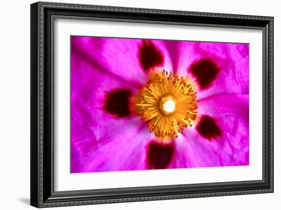 Pink Blossom-Martina Bleichner-Framed Art Print