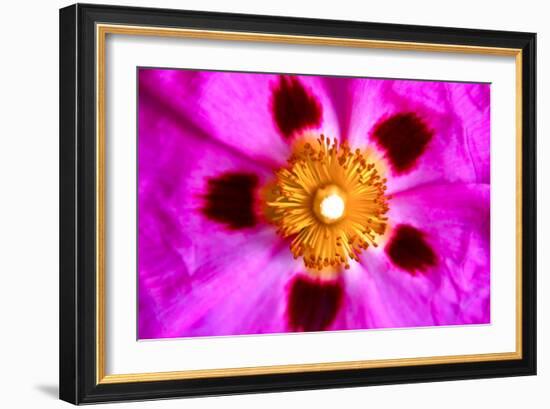 Pink Blossom-Martina Bleichner-Framed Art Print