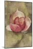 Pink Blossom-Cheri Blum-Mounted Art Print