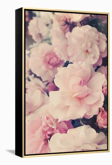 Pink Blossoms I-Sarah Gardner-Framed Stretched Canvas