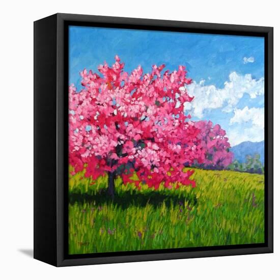 Pink Blossoms on a Hillside-Patty Baker-Framed Stretched Canvas