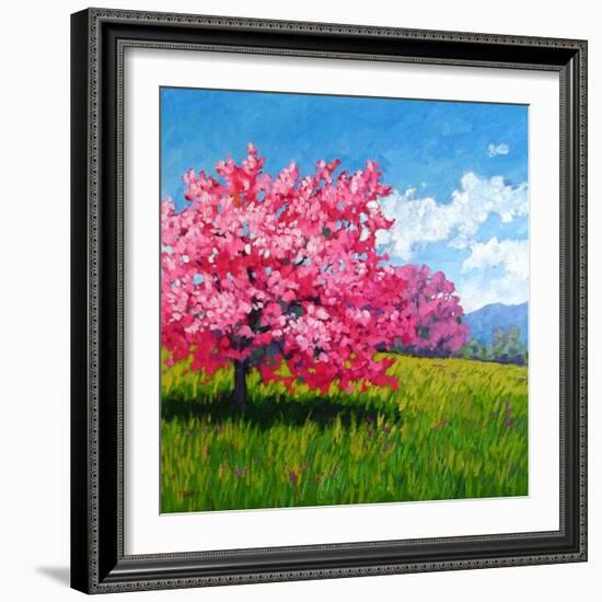 Pink Blossoms on a Hillside-Patty Baker-Framed Art Print