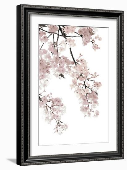 Pink Blossoms on White I-Kate Bennett-Framed Art Print